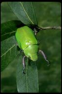 Image de Chrysina beyeri (Skinner 1905)