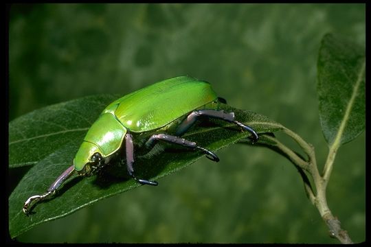 Sivun Chrysina beyeri (Skinner 1905) kuva