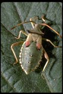 Image of plant bugs