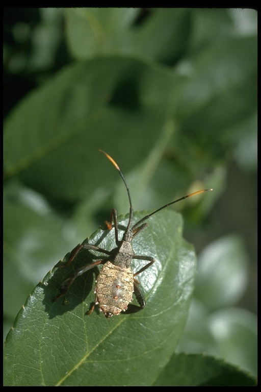 Image of hemipterans