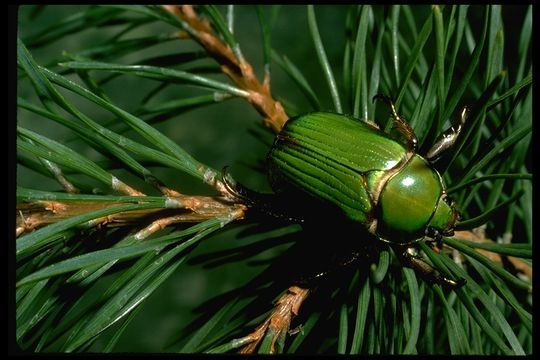 Image de Chrysina lecontei (Horn 1882)