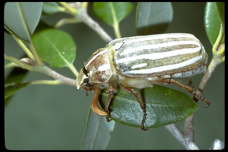 Image of Ten-lined June Beetle