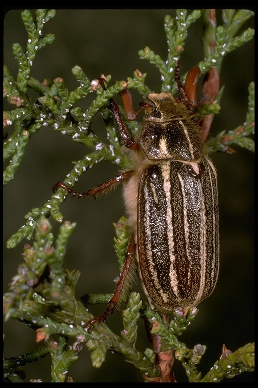 Image of Polyphylla uteana Tanner 1928