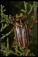 Image de Polyphylla uteana Tanner 1928