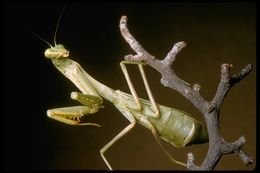 Image of European Mantid