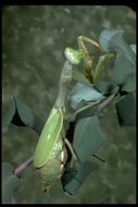 Image of European Mantid