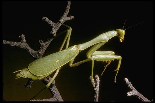 Image of European Mantid