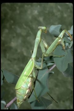 Image of European Mantid