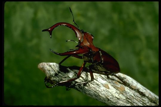 <i>Lucanus elephas</i>的圖片