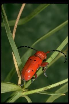 Image of Tetraopes basalis Le Conte 1852