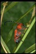 Sivun Tetraopes basalis Le Conte 1852 kuva