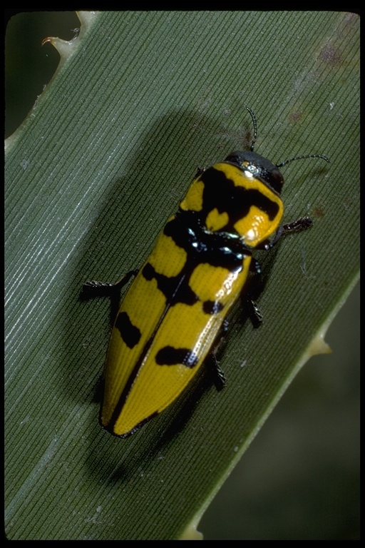 Image of Thrincopyge alacris Le Conte 1858