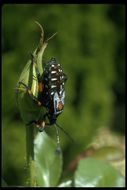 Image of hemipterans