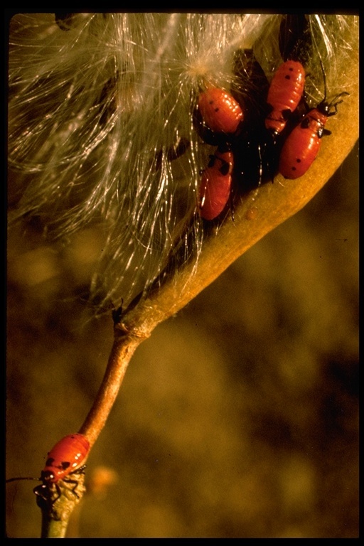 Image of hemipterans