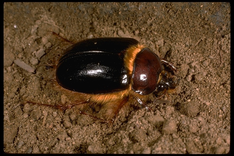 Image de Pleocoma tularensis Leach 1933