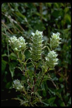 Imagem de Orthocarpus cuspidatus subsp. cryptanthus (Piper) T. I. Chuang & L. R. Heckard