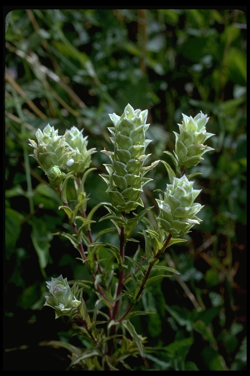 Orthocarpus cuspidatus subsp. cryptanthus (Piper) T. I. Chuang & L. R. Heckard resmi