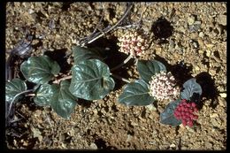 Image of serpentine milkweed