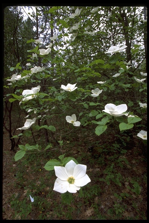 Image of Pacific dogwood