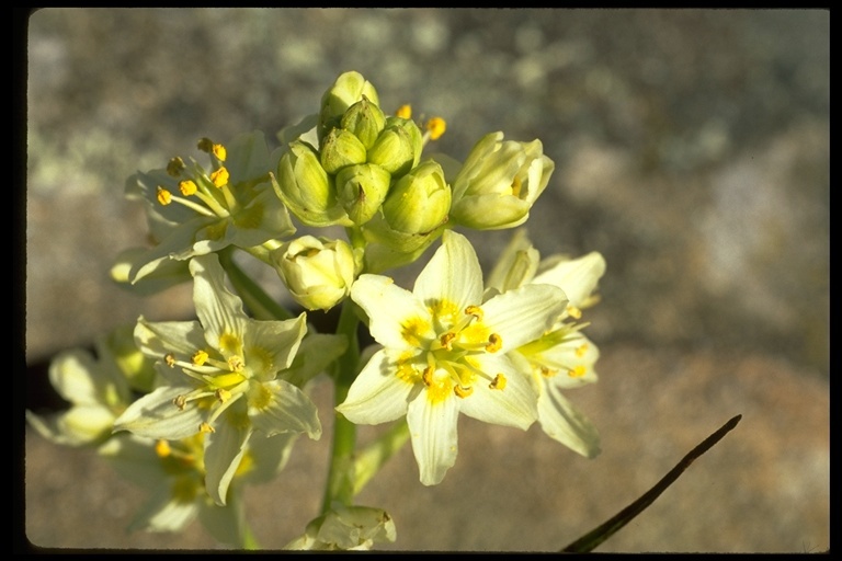 Image of common star lily