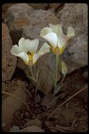 Calochortus leichtlinii Hook. fil. resmi