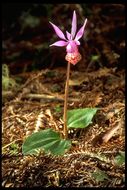 Image of Calypso orchid