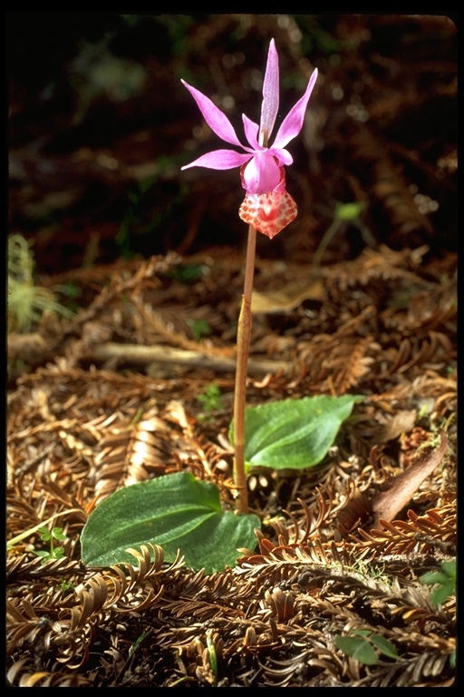 Image of Calypso orchid