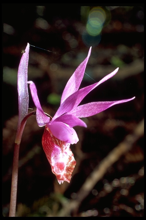 Imagem de Calypso bulbosa (L.) Oakes