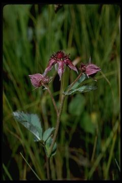 Image of Comarum palustre L.