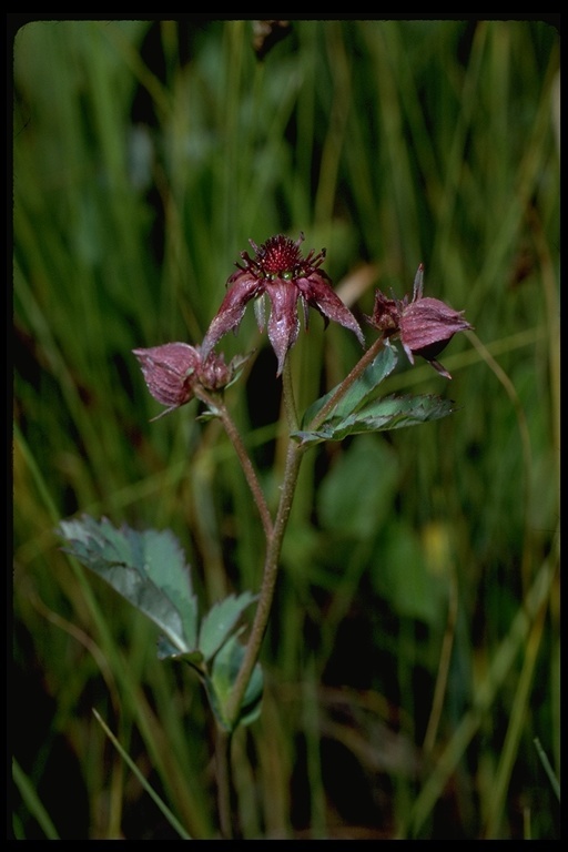 Слика од Comarum palustre L.