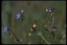 صورة Hackelia floribunda (Lehm.) I. M. Johnst.