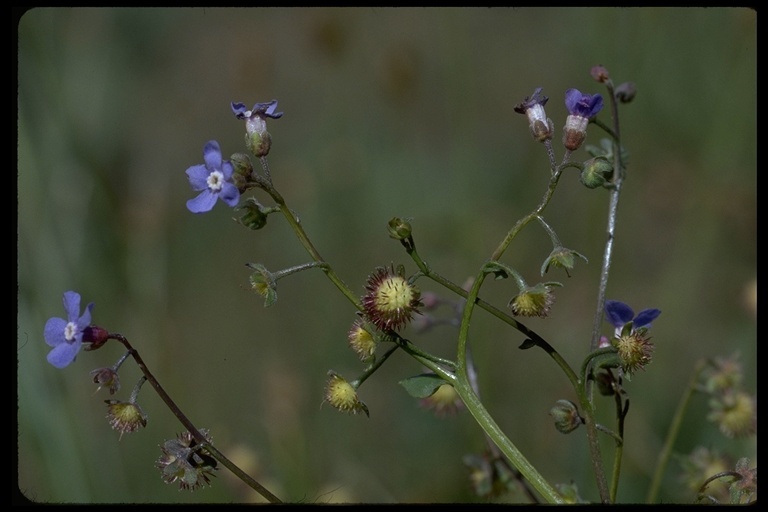 Image of manyflower stickseed