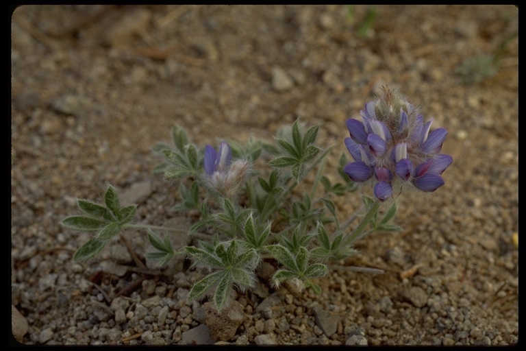 Image of Pacific lupine