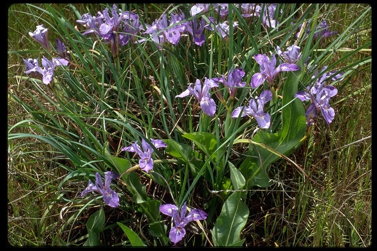 Image of bowltube iris