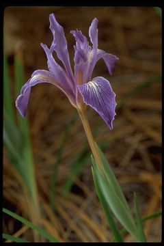 Image of bowltube iris