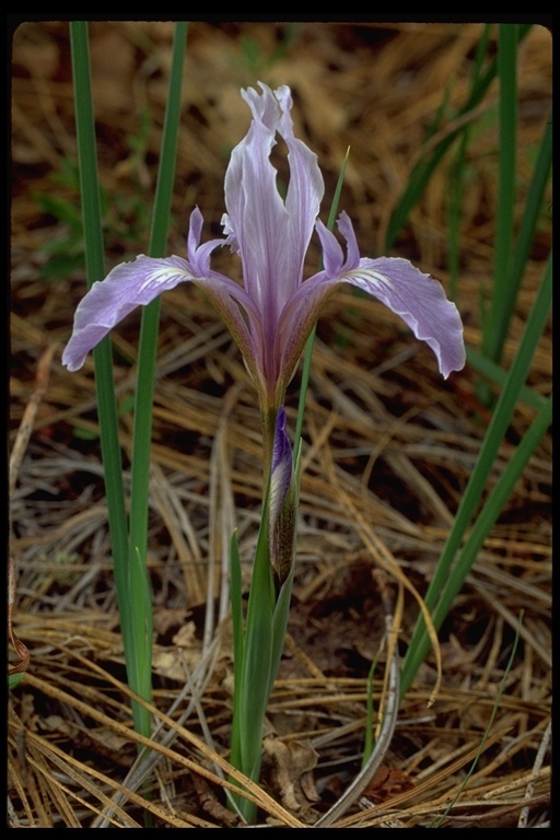 Iris macrosiphon Torr. resmi