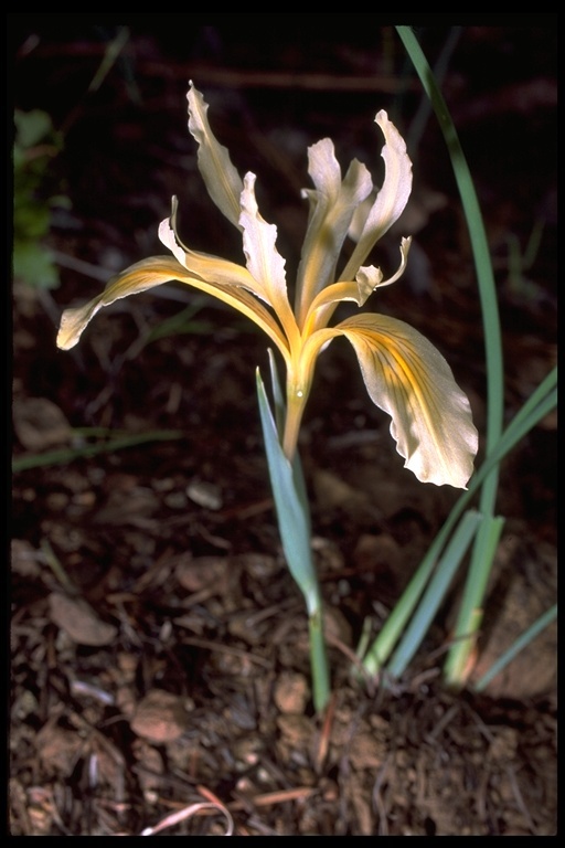 Image of bowltube iris