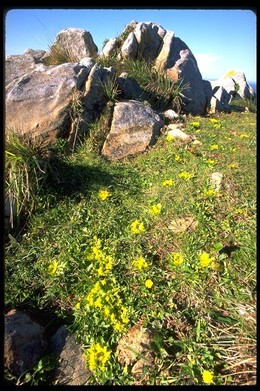 Image of Bear's-foot Sanicle