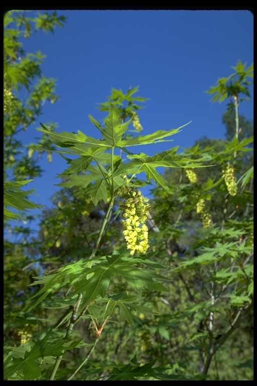 Acer macrophyllum Pursh resmi