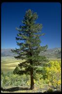 Image of western white pine