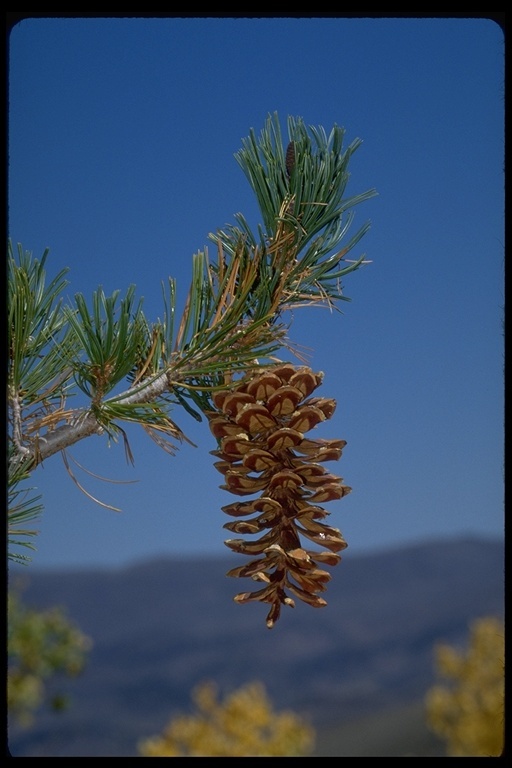 Image of western white pine