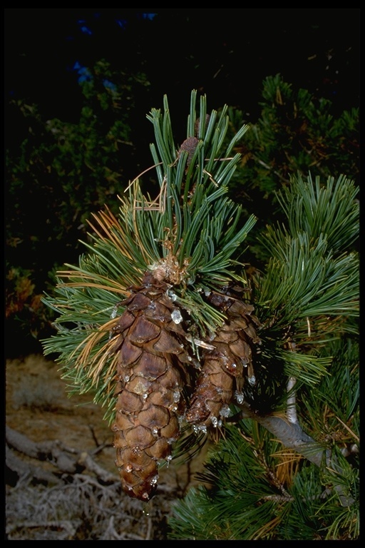 Image of western white pine