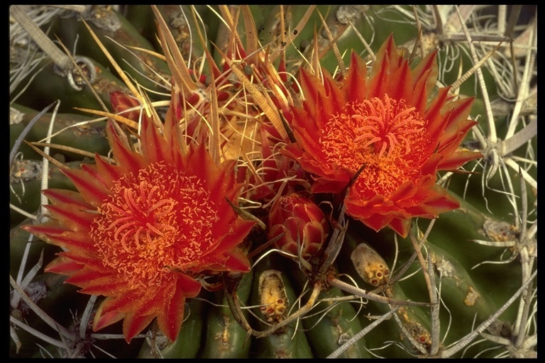 Image of Ferocactus peninsulae (F. A. C. Weber) Britton & Rose