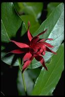 Image of western sweetshrub