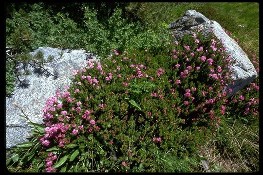 Image of purple mountainheath