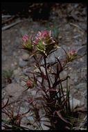 Orthocarpus cuspidatus subsp. copelandii (Eastw.) T. I. Chuang & L. R. Heckard resmi