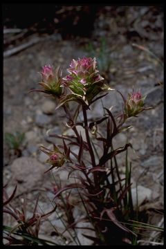 Imagem de Orthocarpus cuspidatus subsp. copelandii (Eastw.) T. I. Chuang & L. R. Heckard