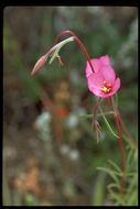 Imagem de Clarkia gracilis (Piper) A. Nels. & J. F. Macbr.