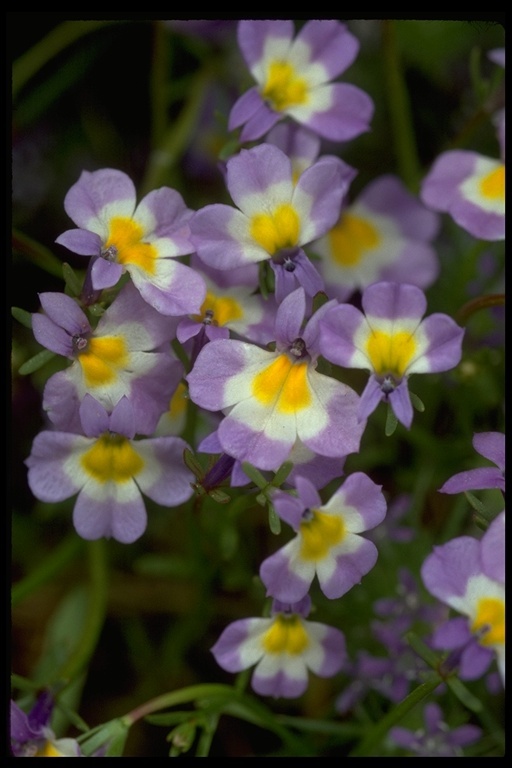 Image of Toothed Calico-Flower