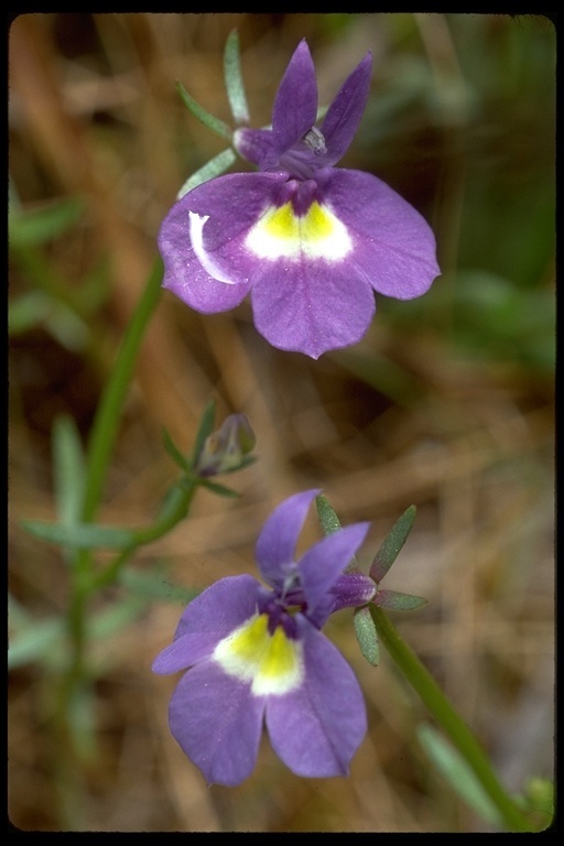 Image of doublehorn calicoflower